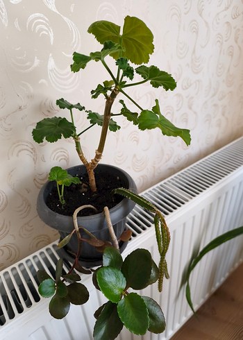 ev çiçeği - Görsel 5