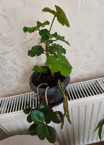 ev çiçeği - Görsel 4