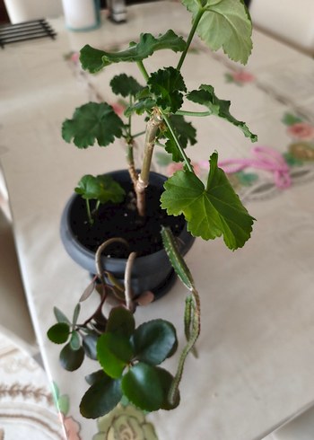 ev çiçeği - Görsel 2