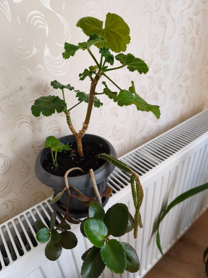 ev çiçeği - Görsel 5