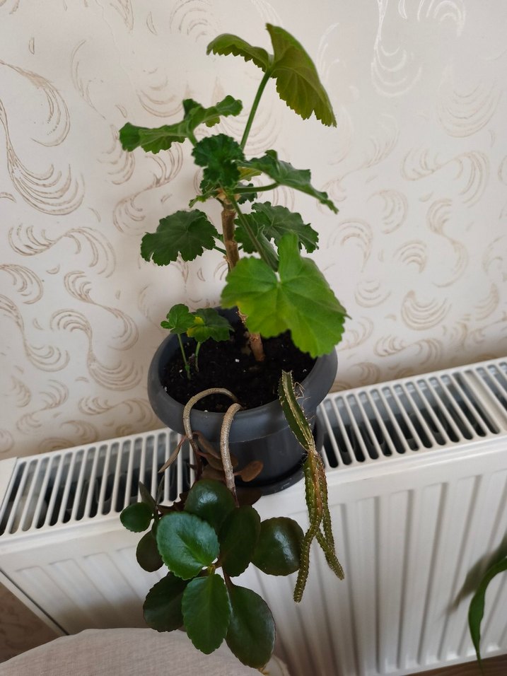 ev çiçeği - Görsel 4