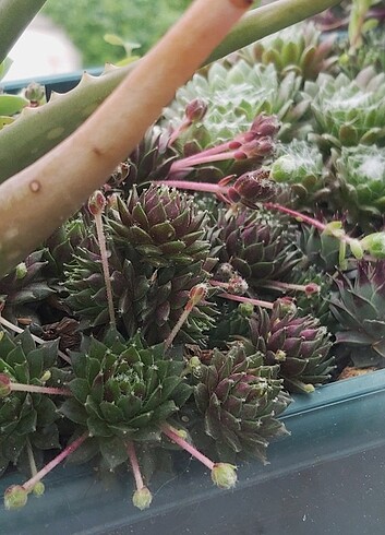 Sempervivum Ailesi