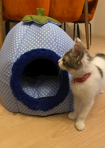 Mavi Puantiyeli Kedi ve yavru köpek Yatağı - Görsel 5