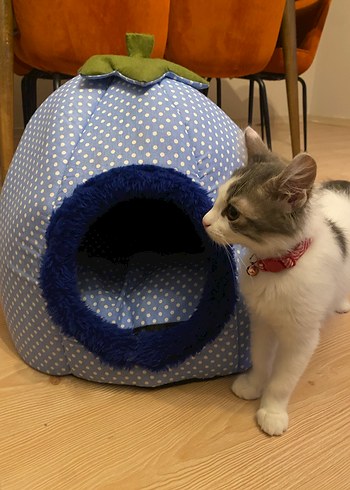 Mavi Puantiyeli Kedi ve yavru köpek Yatağı - Görsel 4