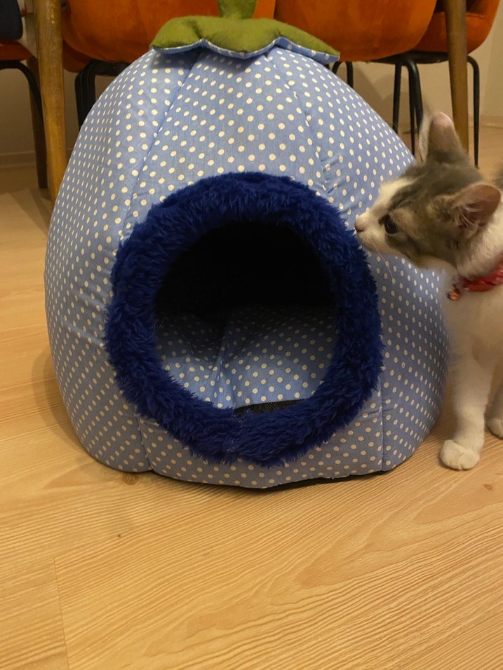 Mavi Puantiyeli Kedi ve yavru köpek Yatağı - Görsel 2