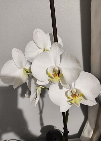 Diğer Beyaz orkide 