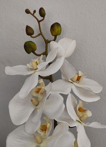 Diğer Dal orkide