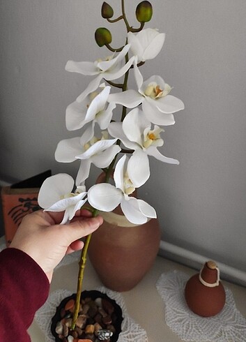  Beden beyaz Renk Dal orkide