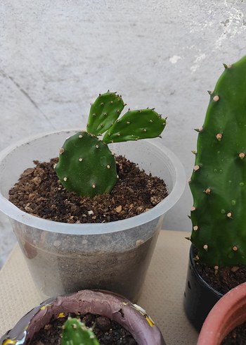 Beden 4 adet Bohem Saksılarda Mini Kaktüsler