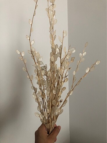 Sedef çiceği - Görsel 3