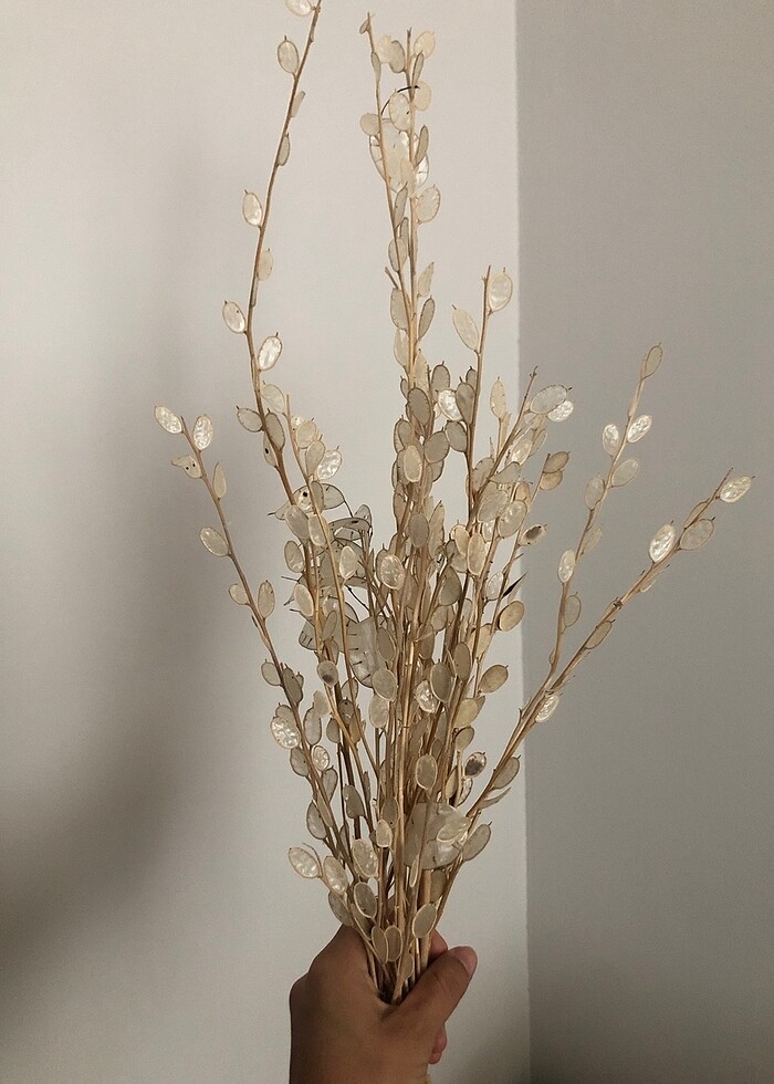 Sedef çiceği - Görsel 2