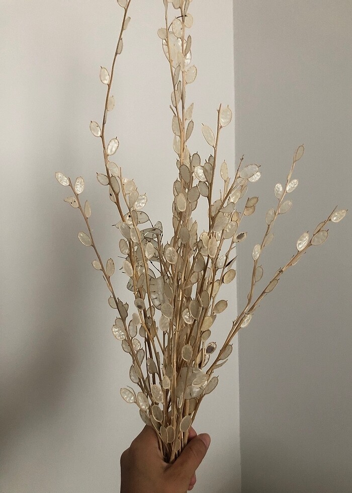 Sedef çiceği - Görsel 3