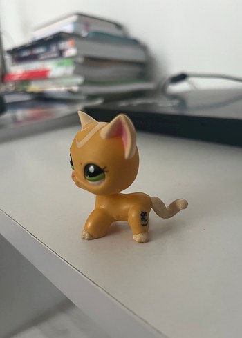  Beden short hair orange cat