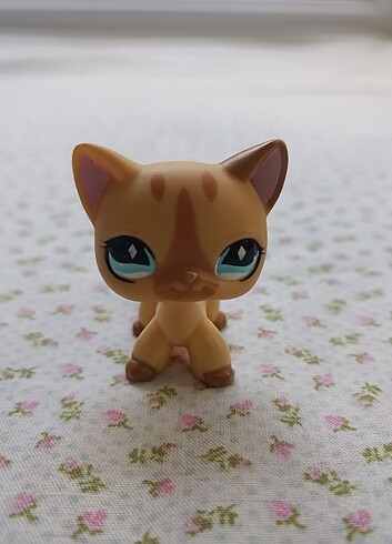 Lps orijinal shorthair 
