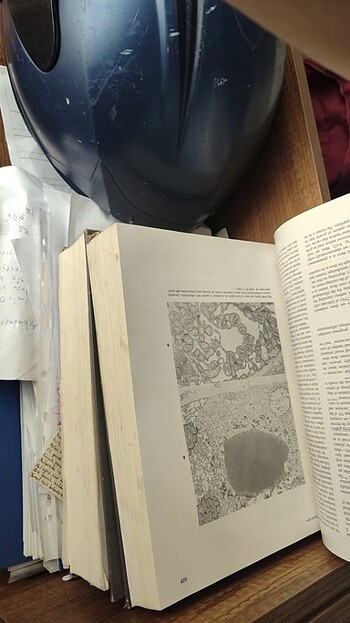  Beden Surgical pathology