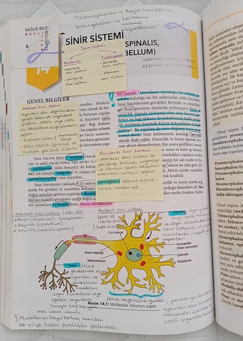 Temel Anatomi Kitabı