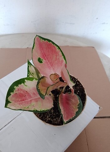  #AĞLAONEMA#PİNK(FİDE) 