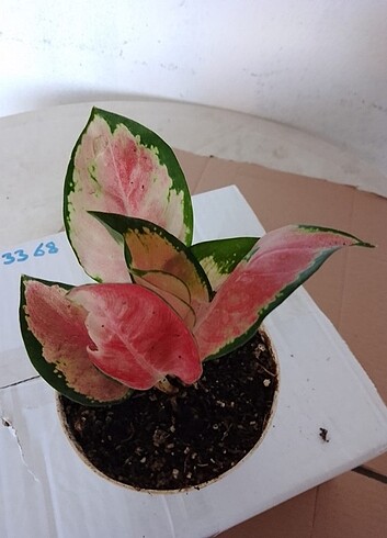  Beden #AĞLAONEMA#PİNK(FİDE) 