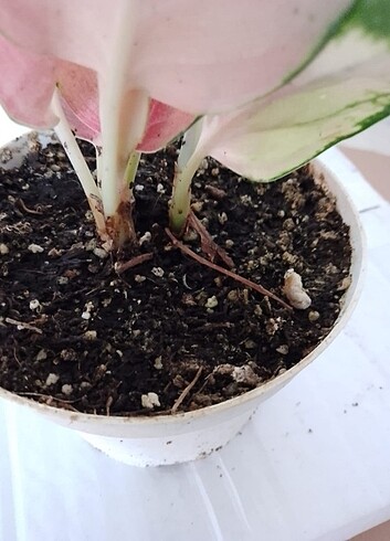  Beden Renk #AĞLAONEMA#PİNK(FİDE) 