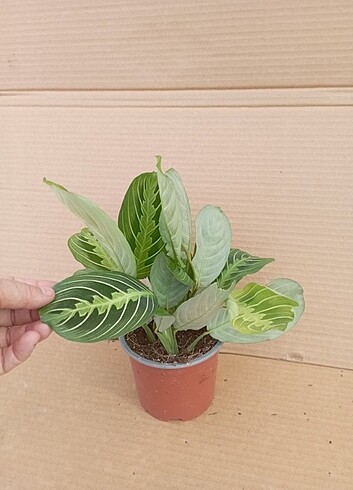  #CALATHEA#MARANTA#LEUCONEURA#LEMON#LİME