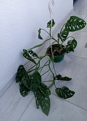 #MONSTERA#MONKEY