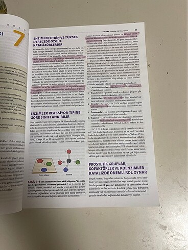 Beden Harper'ın resimli biyokimyası