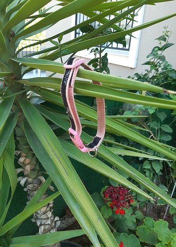 Tasma kedi ve yavru kopek icin - Görsel 5