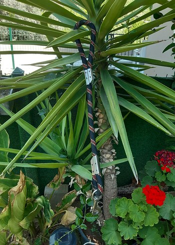 Tasma kedi ve yavru kopek icin - Görsel 4