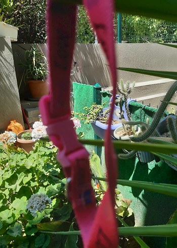 Tasma kedi ve yavru kopek icin - Görsel 2