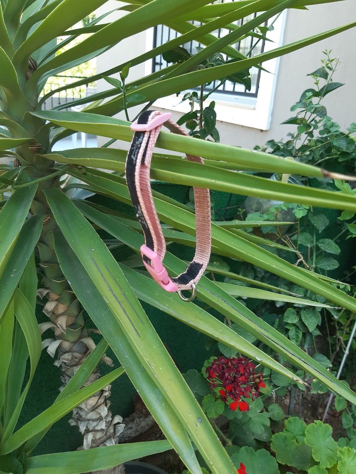 Tasma kedi ve yavru kopek icin - Görsel 5