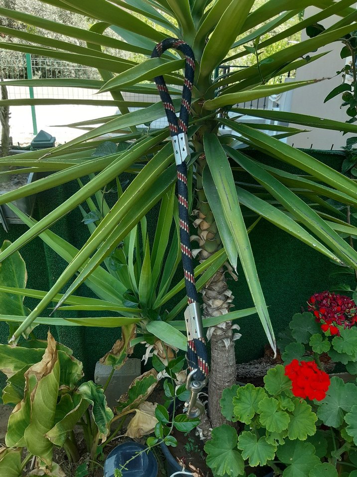 Tasma kedi ve yavru kopek icin - Görsel 4