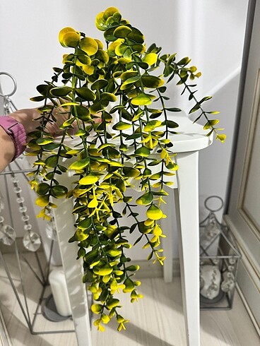 Okaliptus yeni