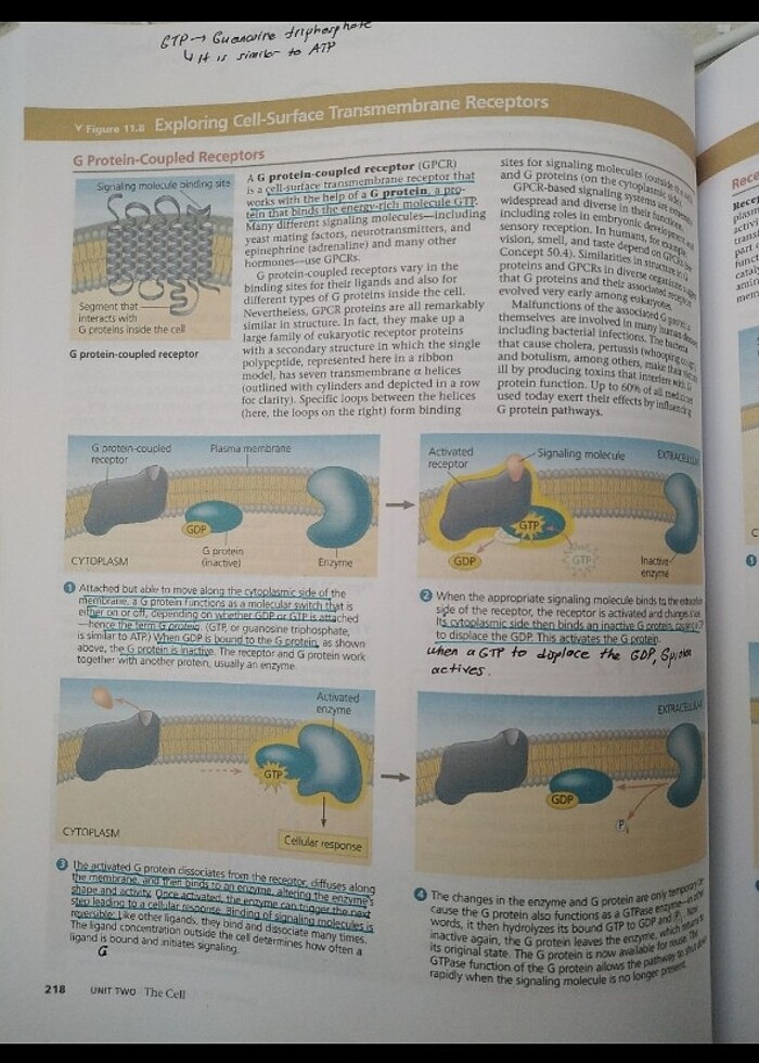 campbell biology - Görsel 2