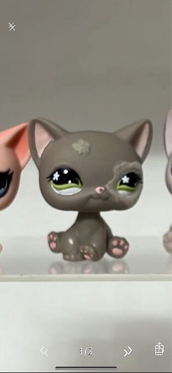 Lps shorthair sitting