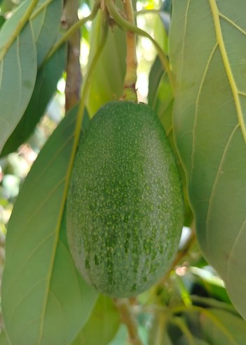 3  adet bacon cinsi avokado - Görsel 2