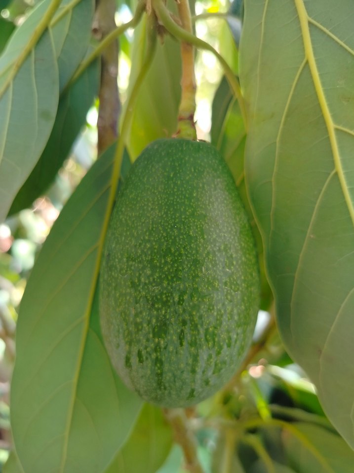 3  adet bacon cinsi avokado - Görsel 2