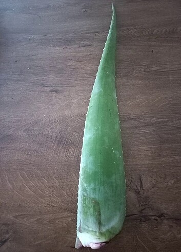 Aloe vera yaprak