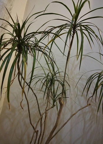 Madagaskar dragon ağacı(saksıda çiçek) - Görsel 4