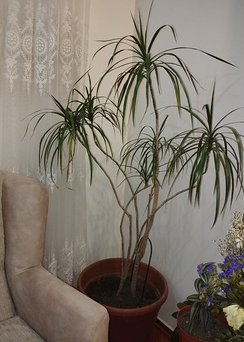 Madagaskar dragon ağacı(saksıda çiçek) - Görsel 3