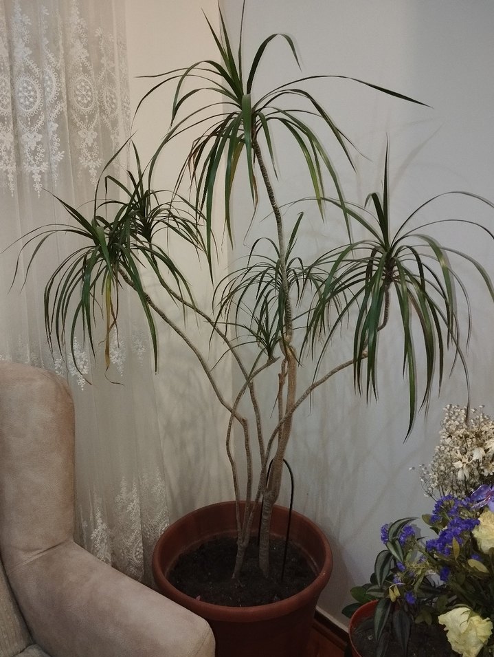 Madagaskar dragon ağacı(saksıda çiçek) - Görsel 2