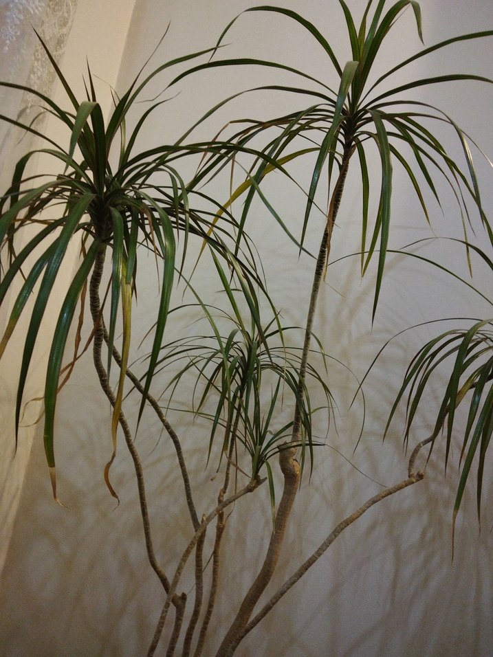 Madagaskar dragon ağacı(saksıda çiçek) - Görsel 4