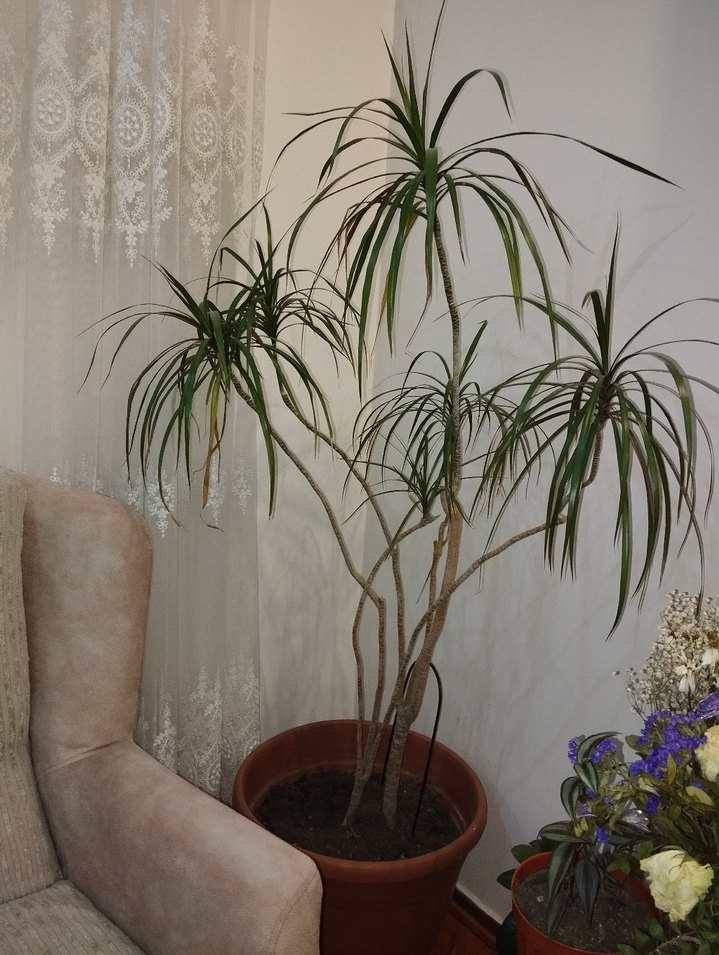 Madagaskar dragon ağacı(saksıda çiçek) - Görsel 3