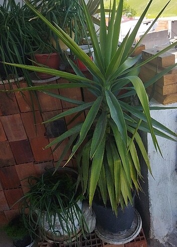 Yuca bitkisi
