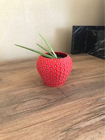 Çilek Sukulent Saksı