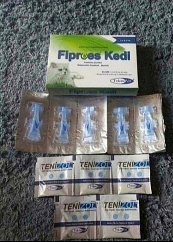 Kedi iç dış