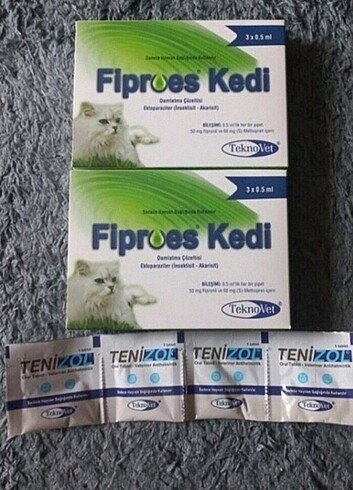 Kedi iç dış