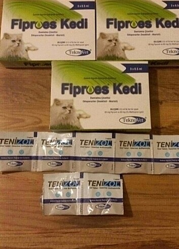 Kedi iç dış