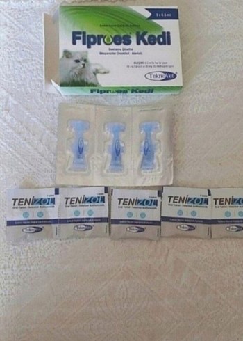 Kedi iç dış