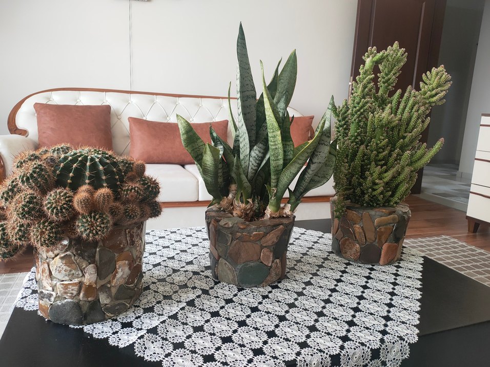 Taş Kaplı Saksıda Kaktüs Çiçeği - Görsel 3