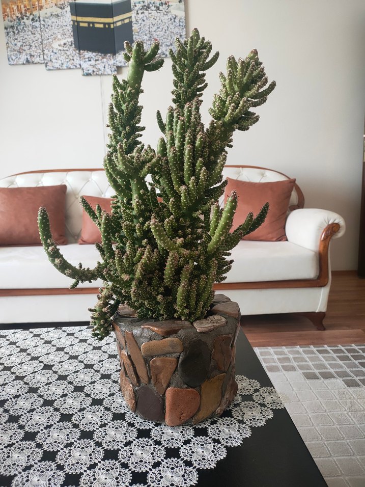 Taş Kaplı Saksıda Kaktüs Çiçeği - Görsel 2